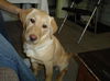 Jody-ADOPTED!!