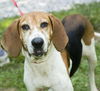 Contessa/ADOPTED!!