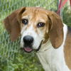 Contessa/ADOPTED!!