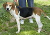 Contessa/ADOPTED!!