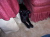 Buddy- Adopted!