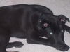 Buddy- Adopted!
