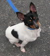 Dennis/ADOPTED!