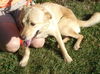 Pris/Roxie-ADOPTED!!