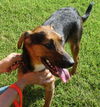 Drew-ADOPTED!!