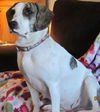 Diamond/ADOPTED!!