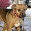 Dixie - Adopted!