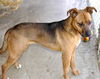 Dixie - Adopted!
