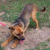 Dixie - Adopted!