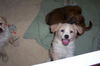 Toby-ADOPTED!!!
