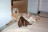 Toby-ADOPTED!!!