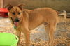 Charles - Adopted!