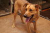 Charles - Adopted!