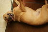 Charles - Adopted!