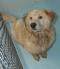 Cody(Carl) -ADOPTED!!