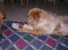 Cody(Carl) -ADOPTED!!
