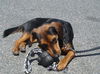 Jasper-ADOPTED!!