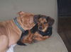 Jasper-ADOPTED!!