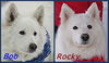 Bob/ADOPTED!!