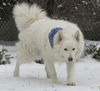 Bob/ADOPTED!!