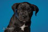 Apollo/ADOPTED!!