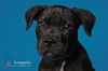 Apollo/ADOPTED!!