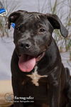 Apollo/ADOPTED!!