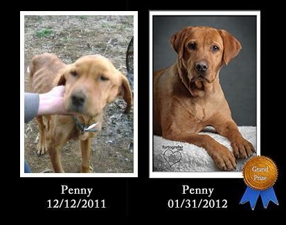 Penny/ADOPTED!