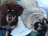 CoCo-ADOPTED!!!
