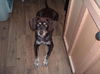 CoCo-ADOPTED!!!