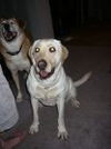 Stella-ADOPTED!!!