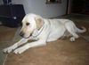 Stella-ADOPTED!!!