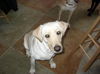 Stella-ADOPTED!!!