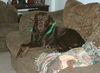 Buddy/Eddie-ADOPTED!!