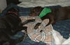 Buddy/Eddie-ADOPTED!!