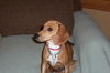 Tippy-ADOPTED!!