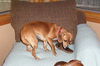 Tippy-ADOPTED!!