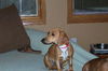 Tippy-ADOPTED!!