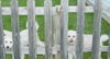 ChaChi-ADOPTED!!