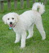 ChaChi-ADOPTED!!