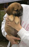 Lil' Joe-ADOPTED!!