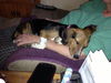 Chloe/ADOPTED!!!