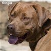 Ginger/ADOPTED!