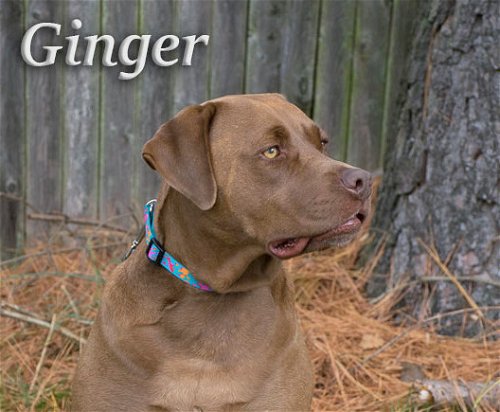 Ginger/ADOPTED!