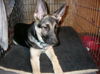 Brooklyn-ADOPTED!!