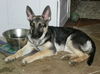 Brooklyn-ADOPTED!!