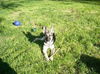 Brooklyn-ADOPTED!!