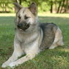 Sunny-ADOPTED!!!