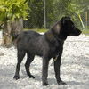 Tyler-ADOPTED!!