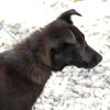Tyler-ADOPTED!!
